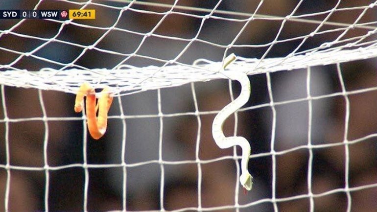 Guarda-redes atingido por cobras (de plástico) na Austrália - Record