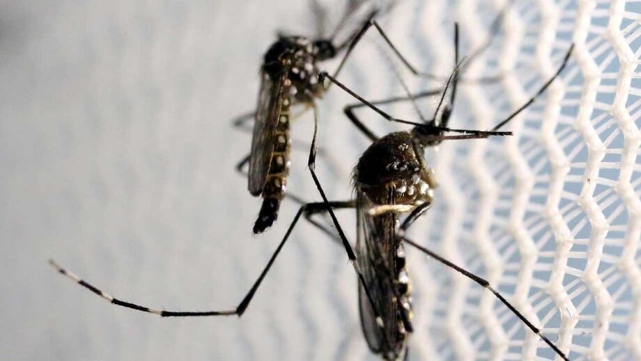 Mosquito que transmite Zika e febre amarela detetado junto a Portugal