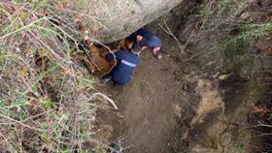 Bombeiro ferido em resgate de vaca em Arcos de Valdevez