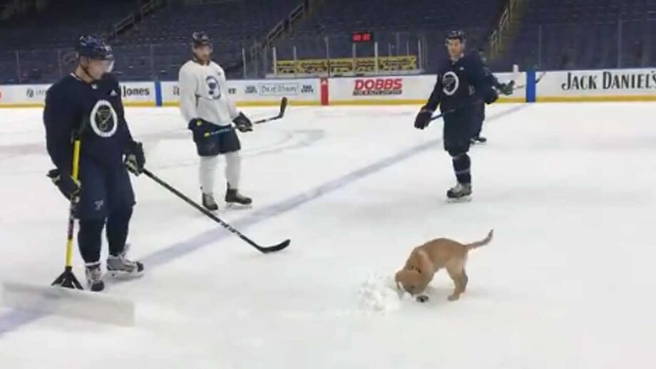 Treino de equipa da NHL torna-se viral por causa de um cão chamado Barclay