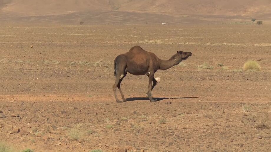 Africa Eco Race: Elisabete Jacinto continua em segundo entre os camiões
