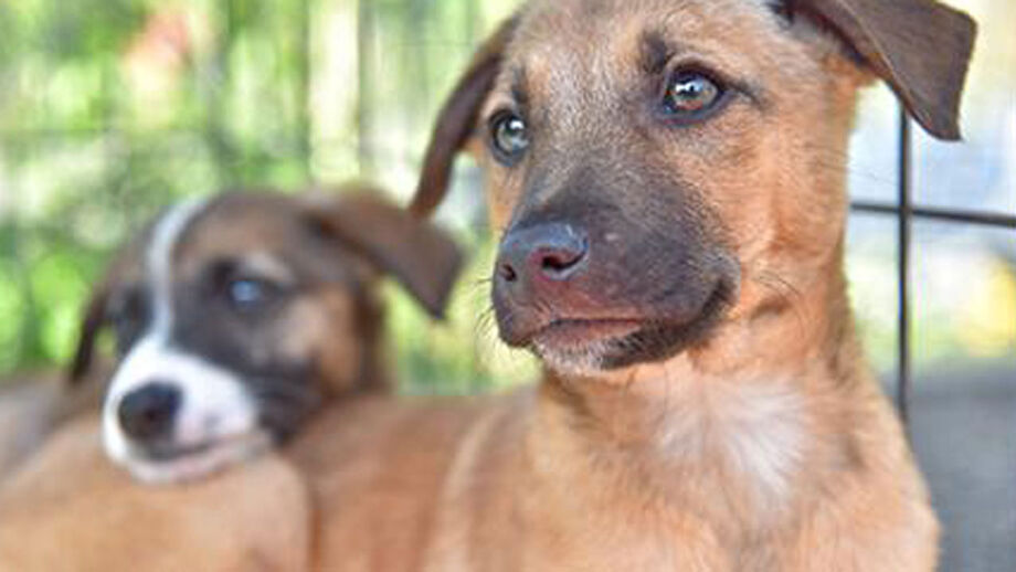 Dezassete cães drogados e largados no concelho de Loures