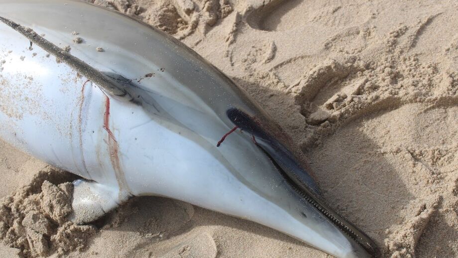 Golfinhos amputados dão à costa na praia Santa Cruz