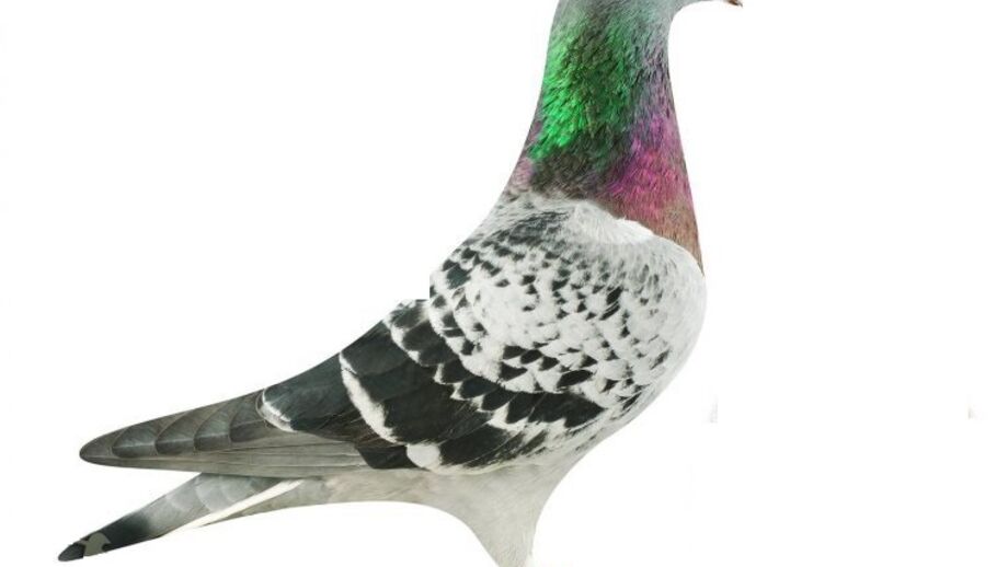 Pombo-correio vendido por mais de 1 milhão de euros