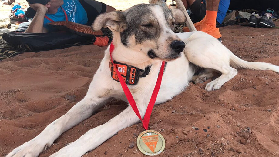 Cão terminou a Marathon des Sables e até levou medalha para casa