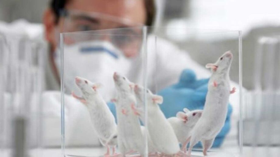 Suíça quer referendo para proibir testes em animais e humanos
