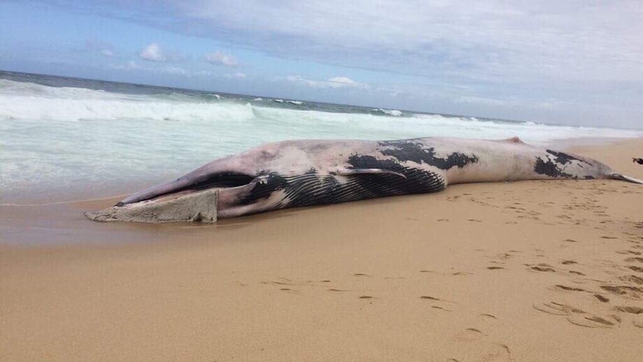Baleia morta dá à costa na praia das Areias Brancas em Vila Nova de Santo André
