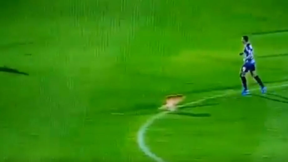 Cão invade jogo na Colômbia e faz as necessidades no meio do campo