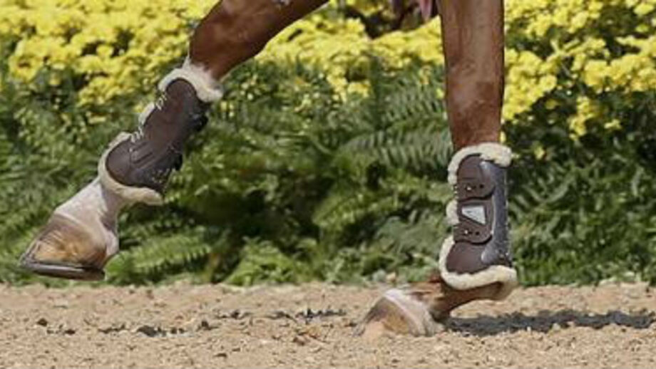 Equestre: Portugal apura equipa de Ensino para os Jogos Olímpicos de Tóquio