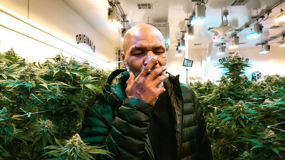 Mike Tyson quer 'dar' marijuana a turistas britânicos