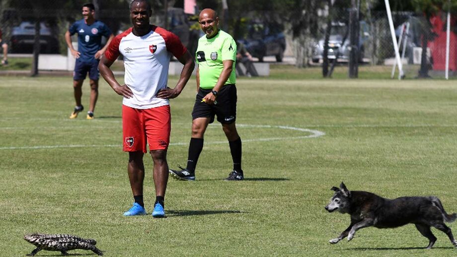 Cão 'persegue' iguana em jogo na Argentina