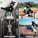 Mascote do Borussia Mönchengladbach.