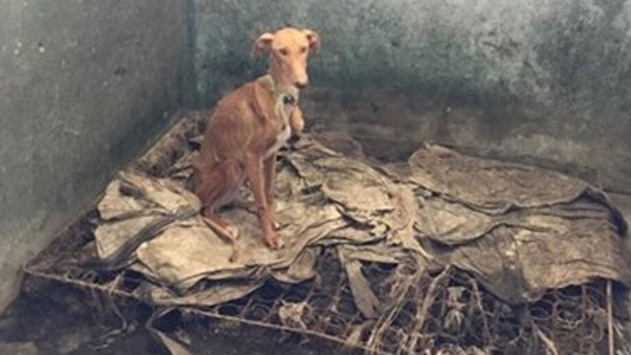 Reveladas fotos dos cães subnutridos do toureiro João Moura