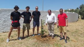 Imortal de Albufeira: plantação de árvore assinala centenário do clube