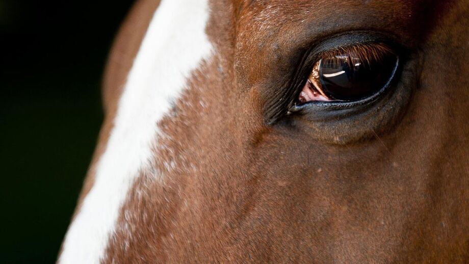 Morte de cavalo com influência do doping: Jóquei é suspenso 20 anos num castigo recorde