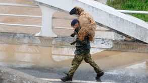 Um militar resgata uma ovelha na zona que ficou submersa pela subida da água do Rio Lis devido ao mau tempo, em Leiria