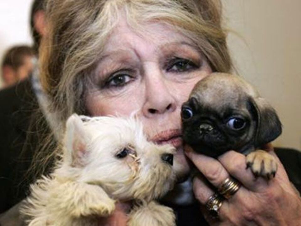 Brigitte Bardot denuncia extermínio de cães na Ucrânia