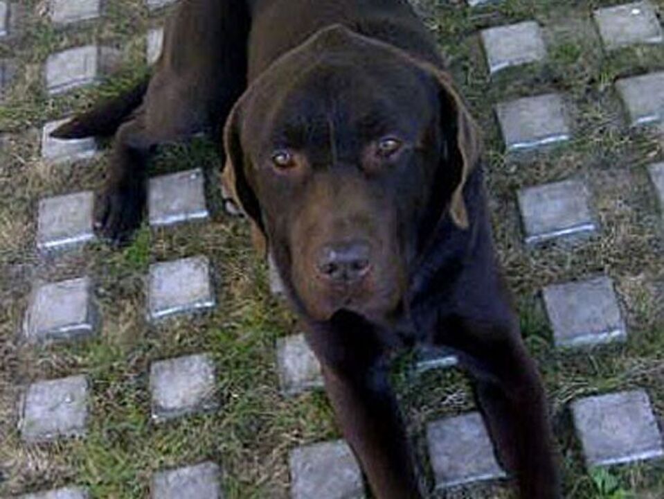 Diego tenta recuperar cão através do Twitter