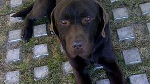 Diego tenta recuperar cão através do Twitter