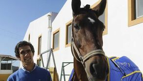 Gonçalo Carvalho: «Cavalo lusitano vai dar muitas alegrias»