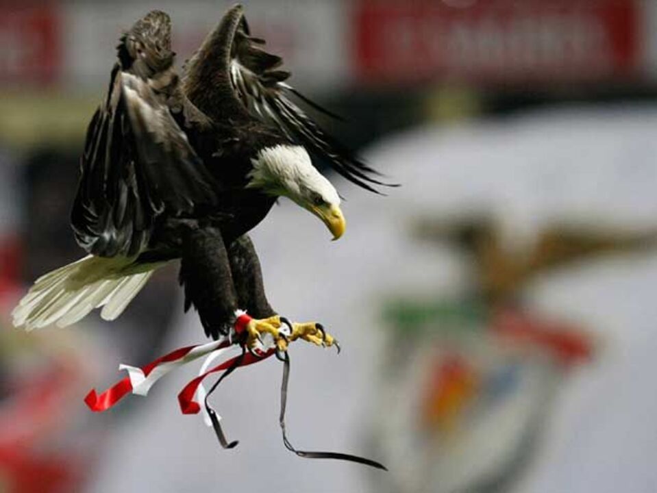 Águia Vitória "foge" durante voo