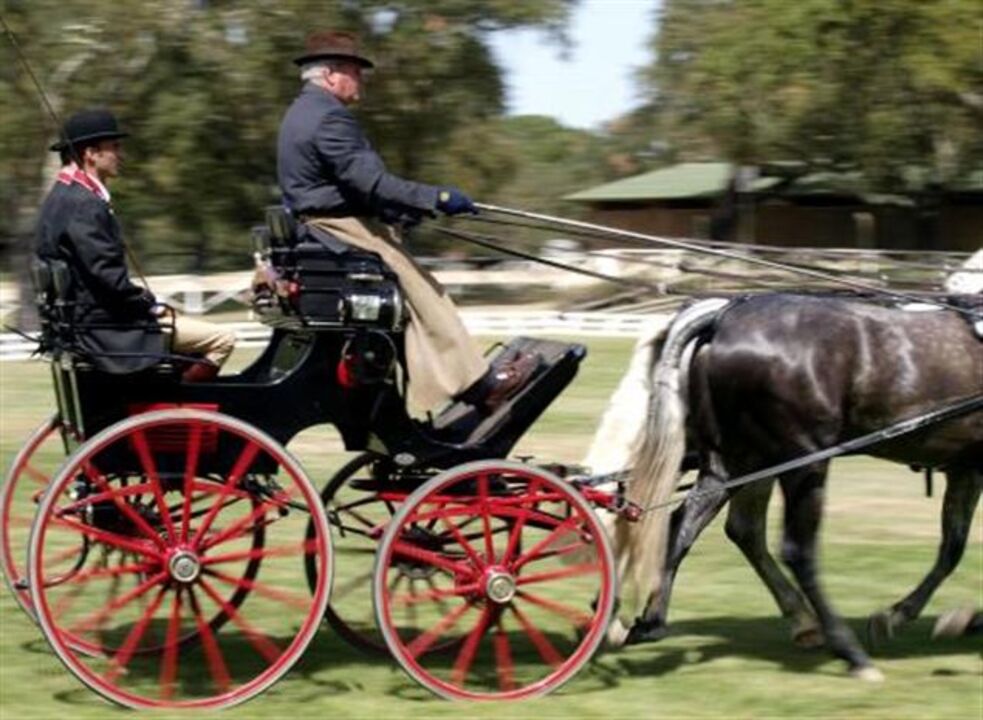 Hipismo: Portugal recebe Campeonato do Mundo de Atrelagem