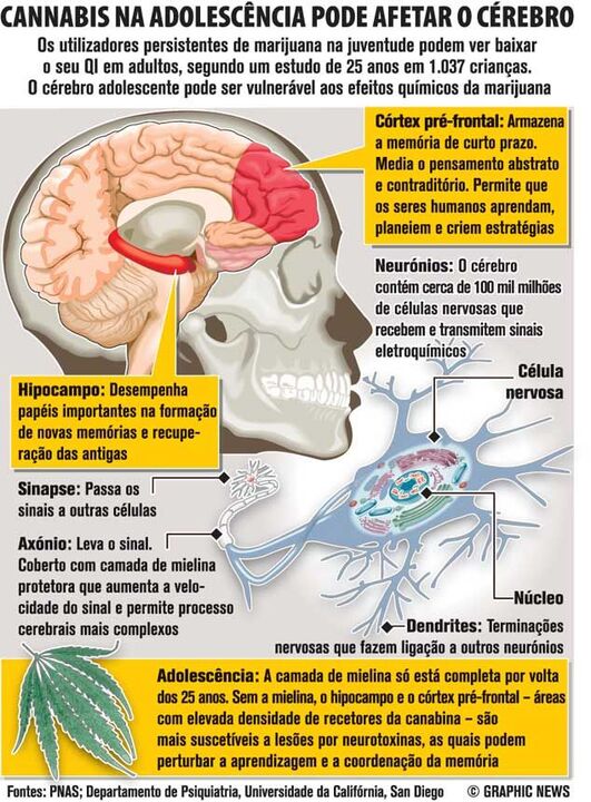 Cannabis na adolescência pode afetar cérebro