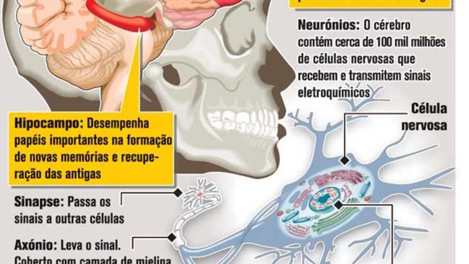 Cannabis na adolescência pode afetar cérebro