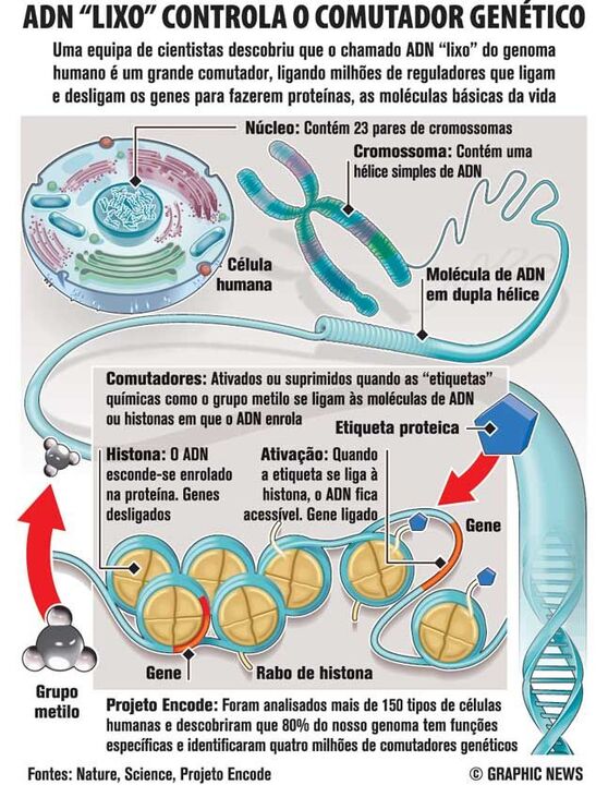 ADN "Lixo" controla o comutador genético