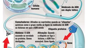 ADN 'Lixo' controla o comutador genético