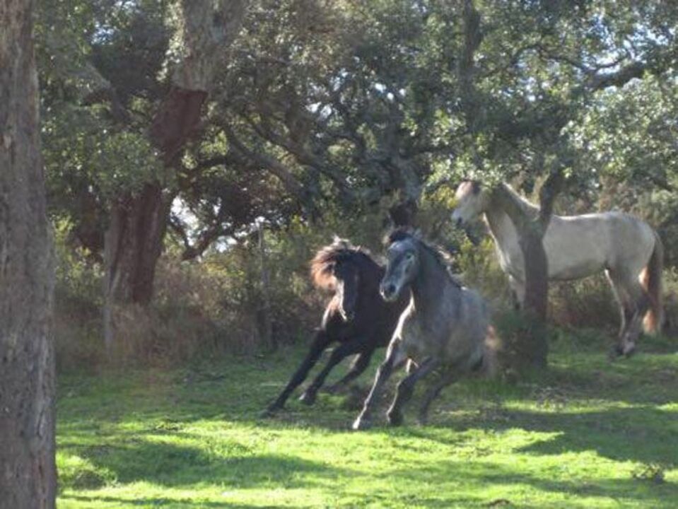 Cavalos puro sangue lusitano no matadouro
