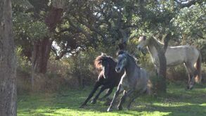 Cavalos puro sangue lusitano no matadouro