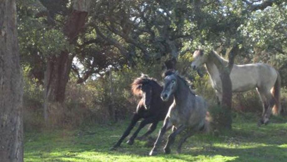 Cavalos puro sangue lusitano no matadouro