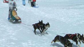 Mushing integrado na Federação de Desportos de Inverno 