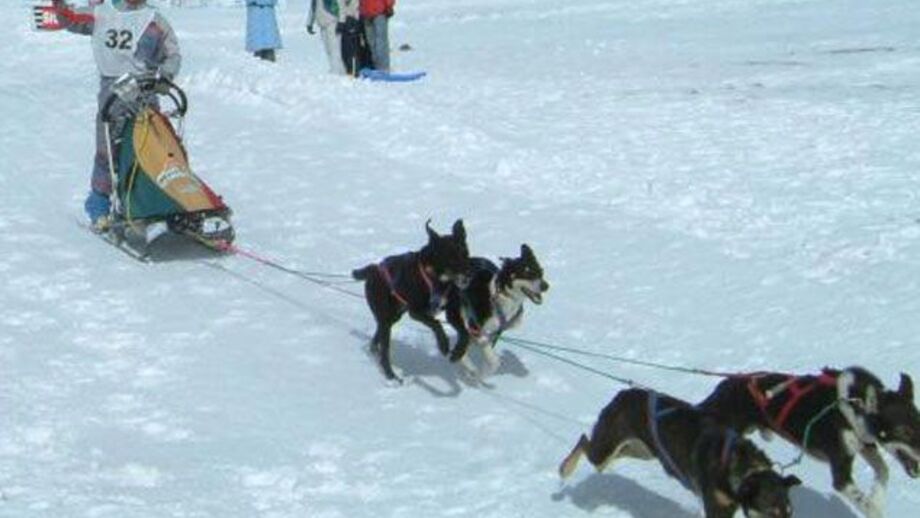 Mushing integrado na Federação de Desportos de Inverno 