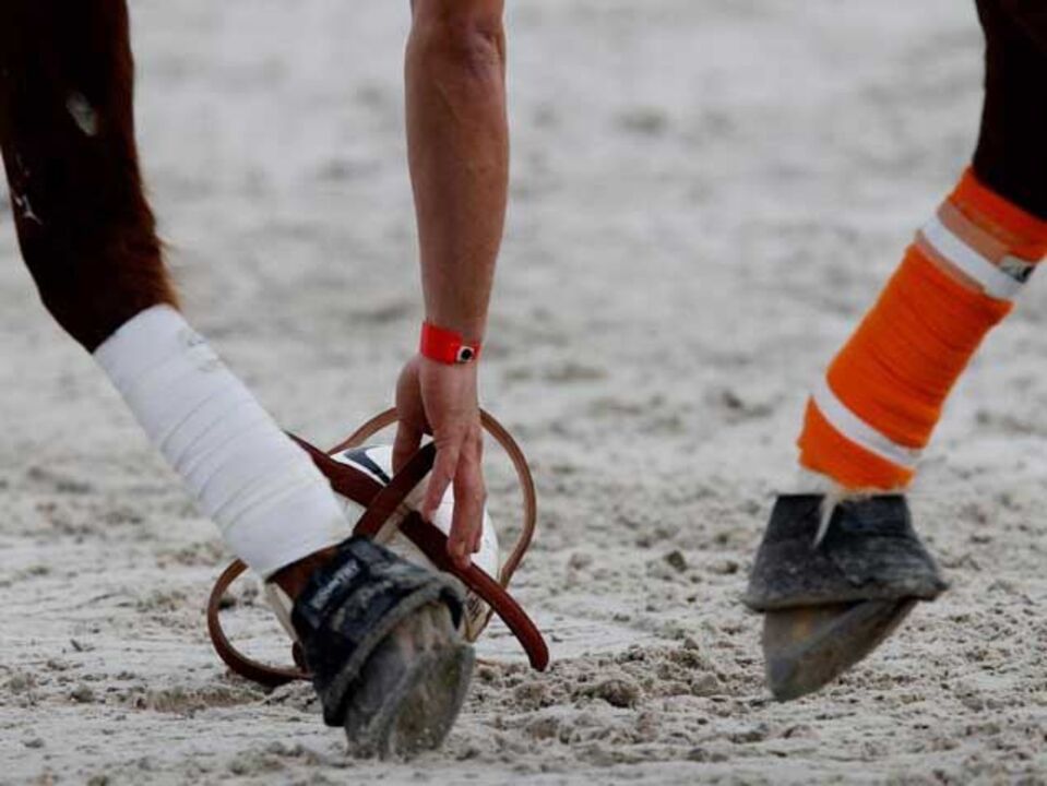 Cidade Moura reeleito na Federação Equestre Portuguesa