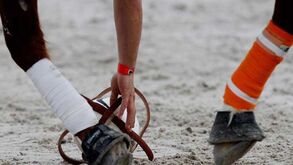 Cidade Moura reeleito na Federação Equestre Portuguesa