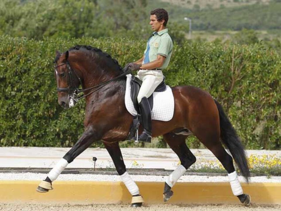 Equitação: Gonçalo Carvalho melhor ibérico no Europeu