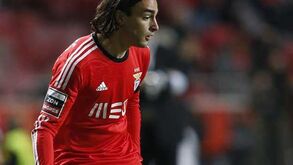 Dois leões entre nove aves