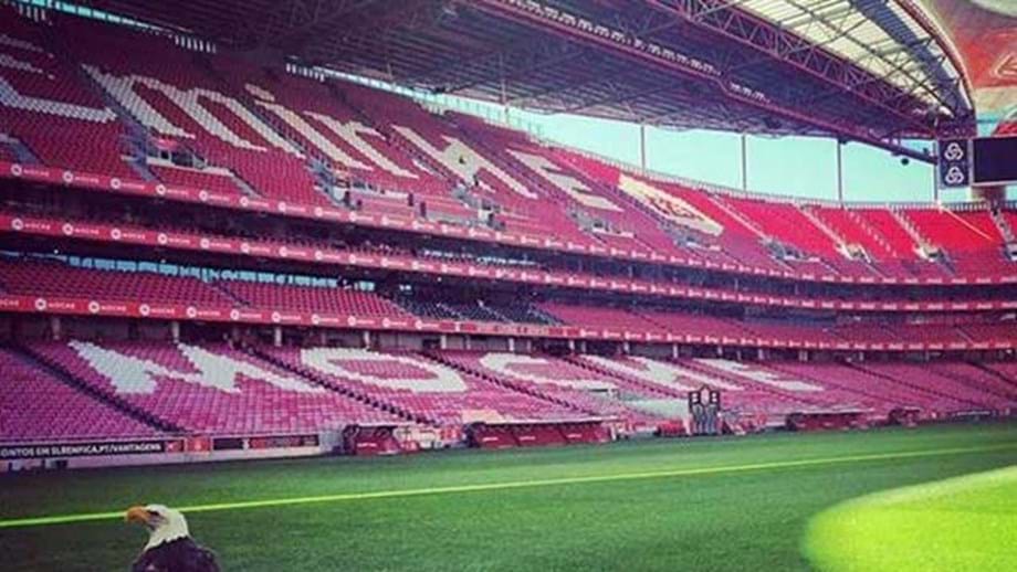 bancadas estádio da luz 