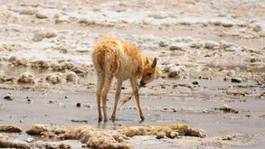 Vicunhas, Guanacos, Flamengos, Viscachas, Zorro, Llamas e a Tawa Cornuda