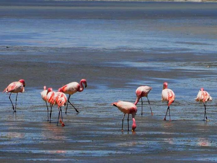 O salar de Tara mais o bife de lama