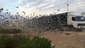 Columbofilia: Pombos portugueses brilham nos céus 