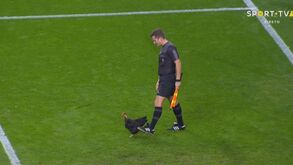 O que faz uma galinha preta na área do FC Porto?