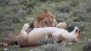 Um macaco feliz... que pregou um susto