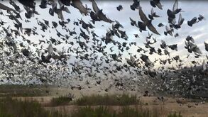 Columbofilia: 'maratona' europeia com 50 mil pombos