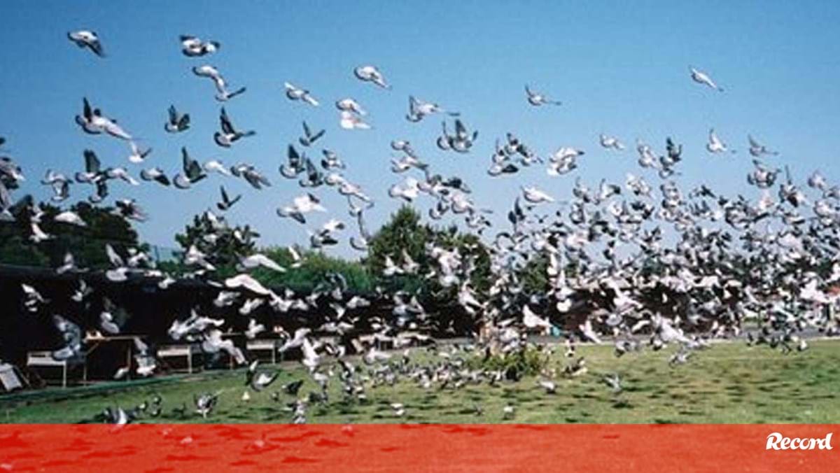A maior maratona europeia de pombos - Modalidades - Jornal Record