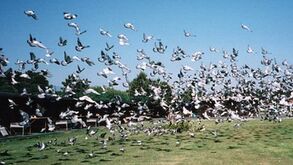 Columbofilia: Maratona animou Portugal