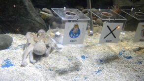 Há mesmo um Polvo no futebol português. E fomos perguntar-lhe quem ganha o clássico