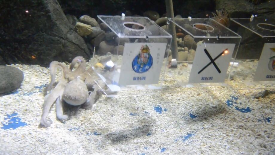 Paulo, do Sea Life do Porto, já fez a sua previsão para o FC Porto-Benfica